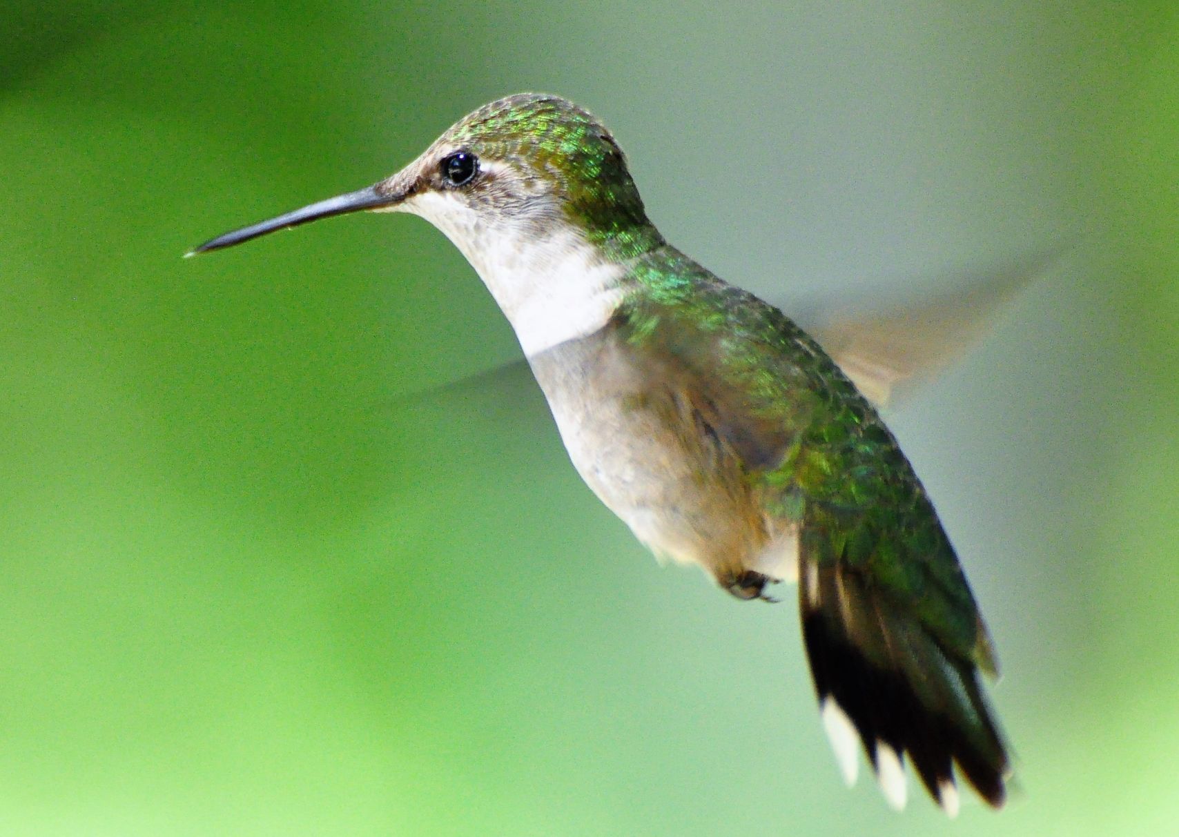 Fall migrator
